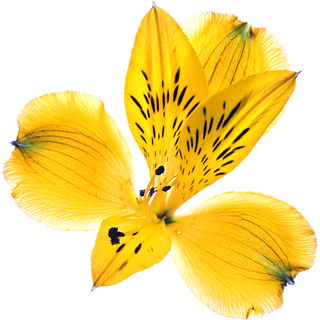 Принцесса лилия