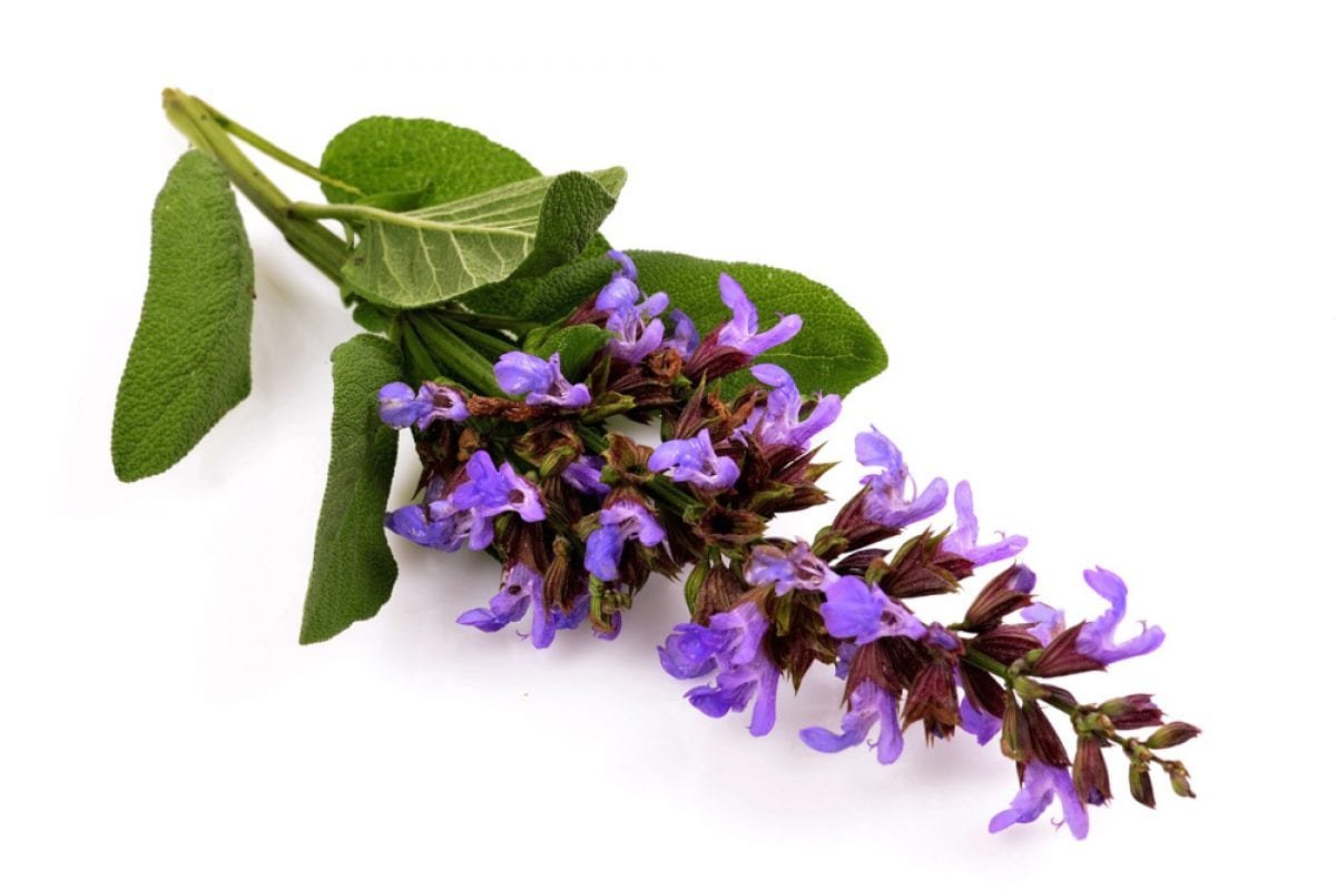 Провансальский шалфей