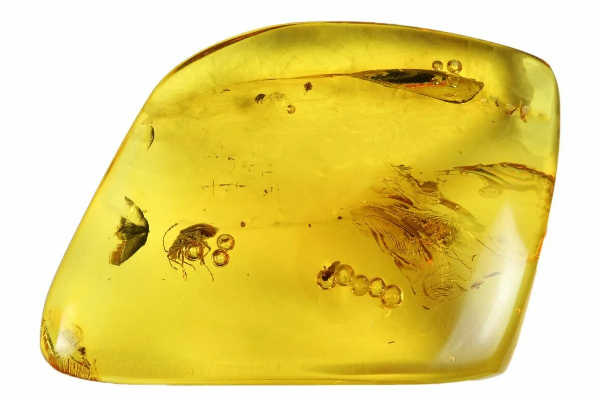 Растительный янтарь