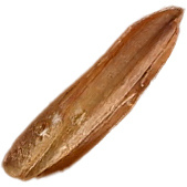 Рисовая шелуха