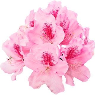 Рододендрон