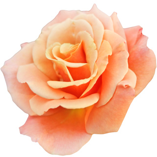 Роза персикового цвета