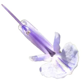 Розмарин вербенон