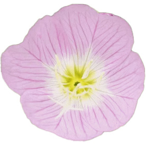 Розовая вечерняя примула