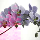 Розовая орхидея
