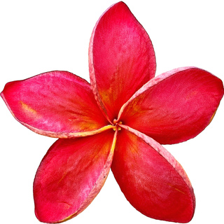 Розовая чампака