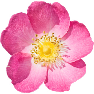 Розовые плоды шиповника