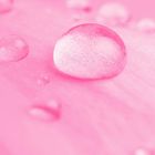 Розовый мускус