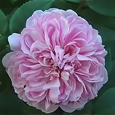 Розовый таиф