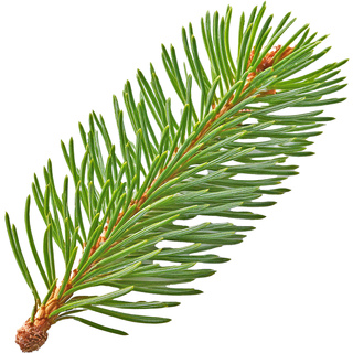 Русская пихта серебристая