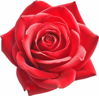 Русская роза отто