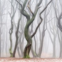 Светлые леса