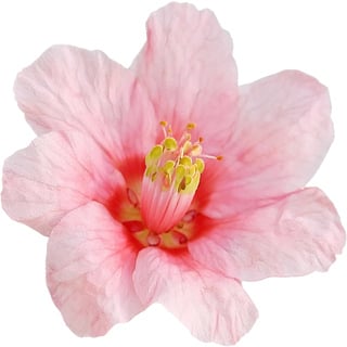 Свеча Бушмана абсолютная