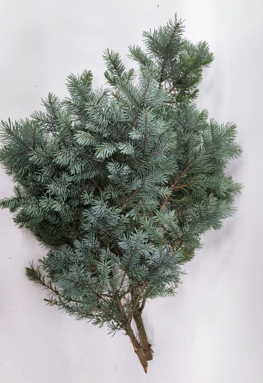 Серебряная пихта