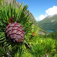 Сибирский кедр