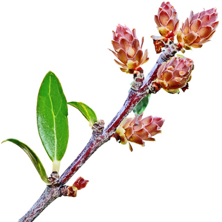 Сладкая буря