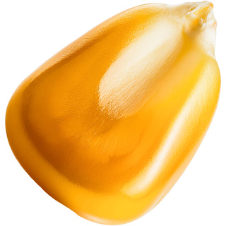 Сладкая кукуруза