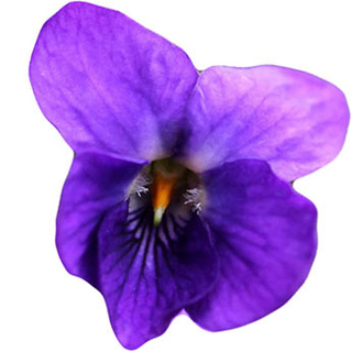 Сладкая фиалка