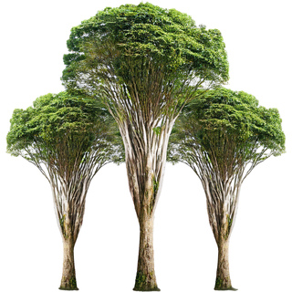 Соглашение о тропическом лесу