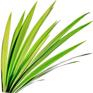 Сожженная трава