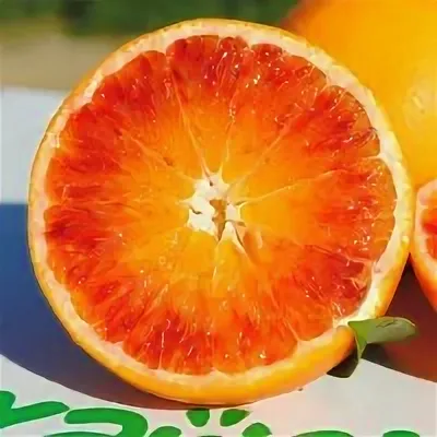 Средиземноморские цитрусовые