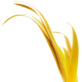 Сухая трава