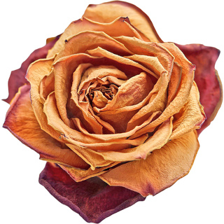 Сушеная роза