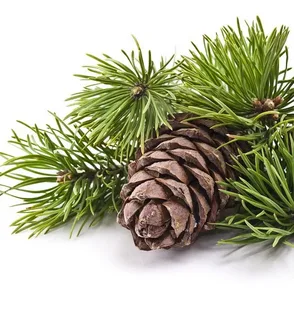 Техасский кедр