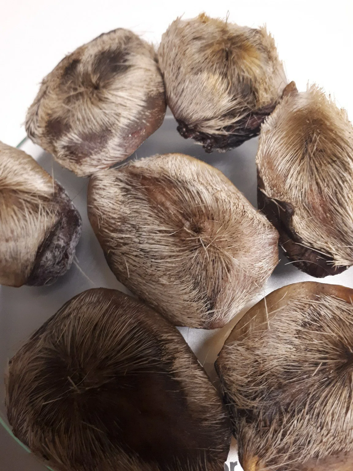 Тонкинский мускус