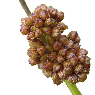 Торопиться