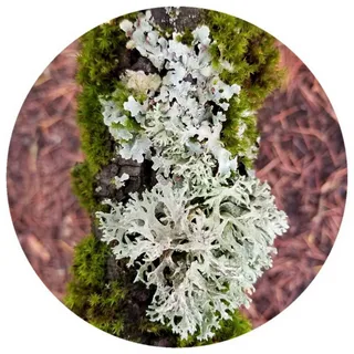 Тосканский дубовый мох