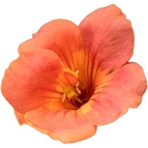 Трубная лоза