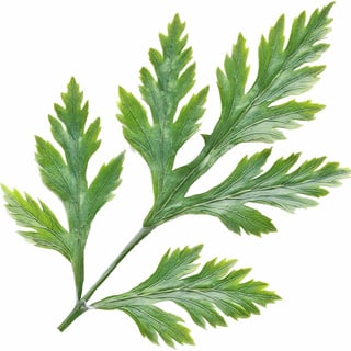 Тунисская полынь