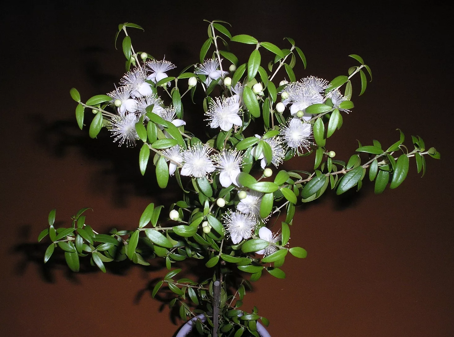 Тунисский мирт