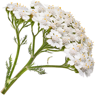 Тысячелистник