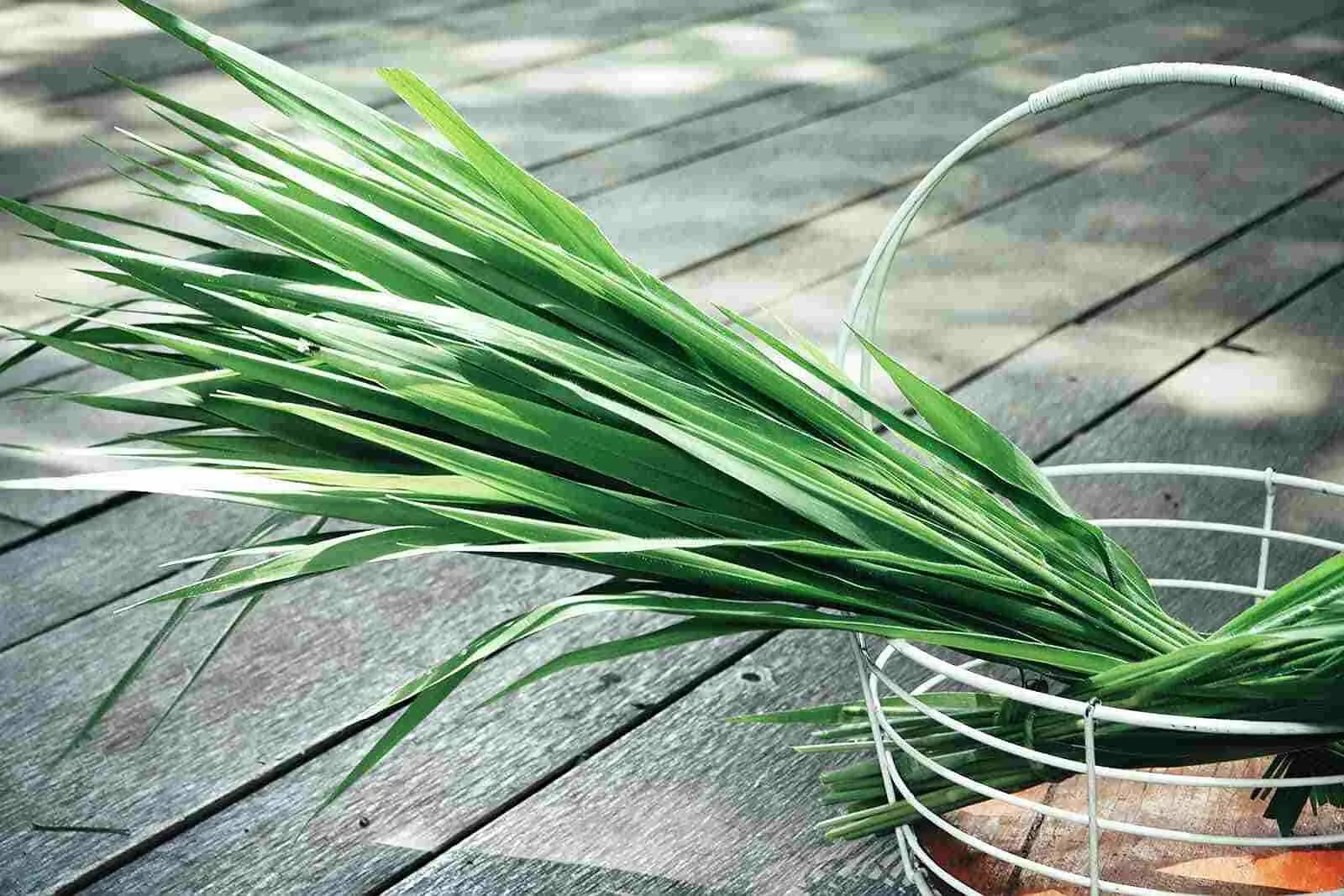 Уругвайский ветивер