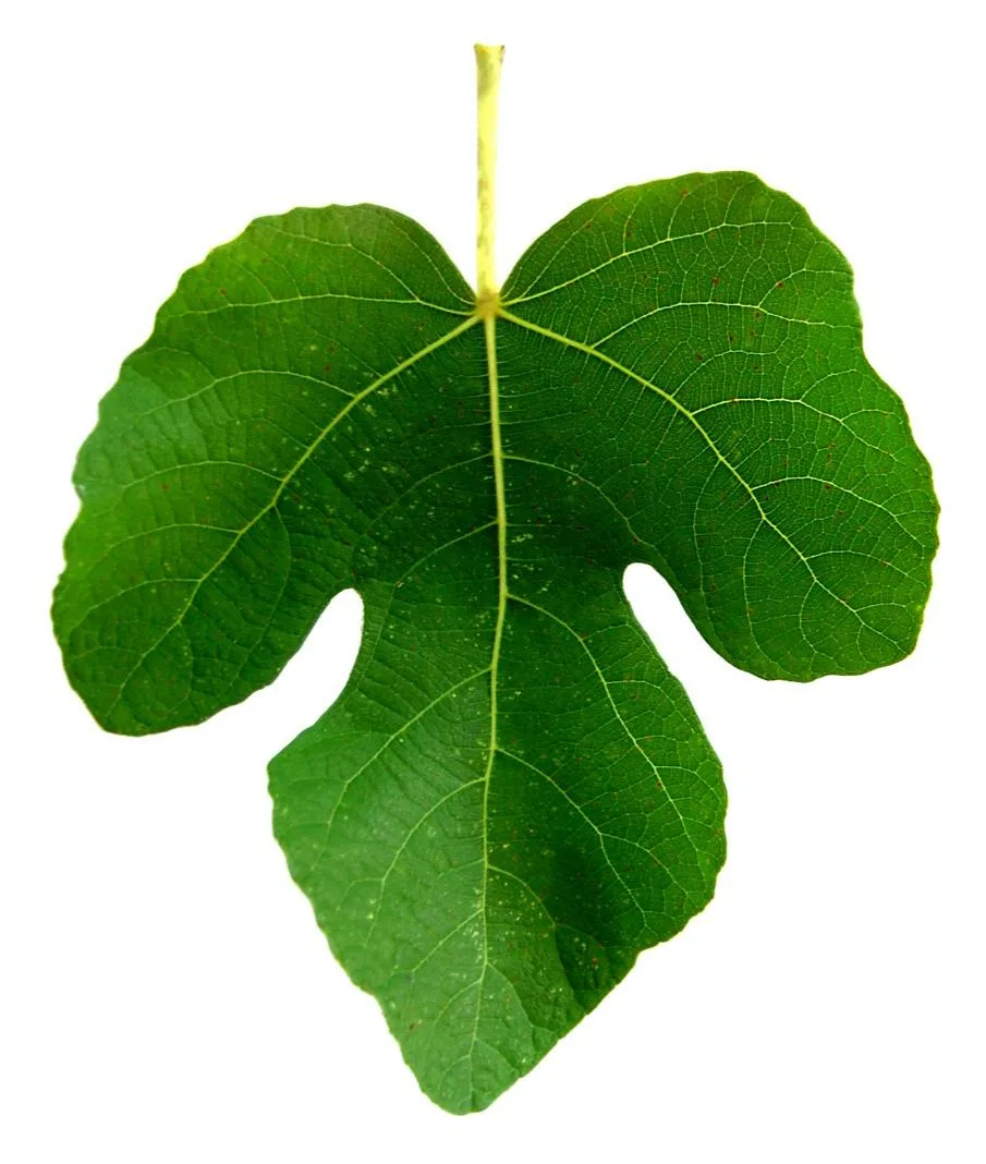 Фиговый лист