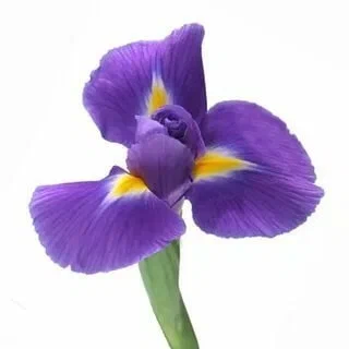 Флорентийский ирис