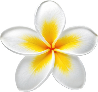 Франжипани