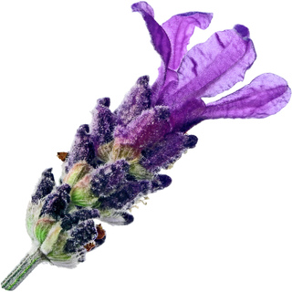 Французская лаванда Orpur®