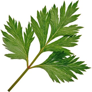 Французская полынь