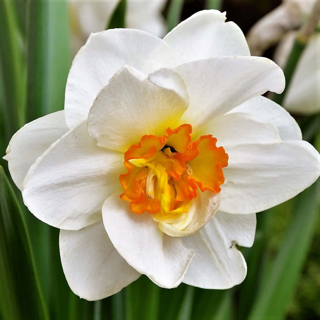 Французский абсолют нарцисса