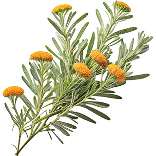 Хлопковая лаванда