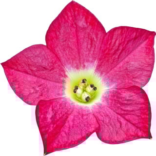 Цветение Никотиана алата