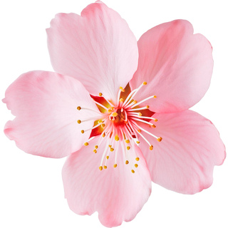 Цветение вишни