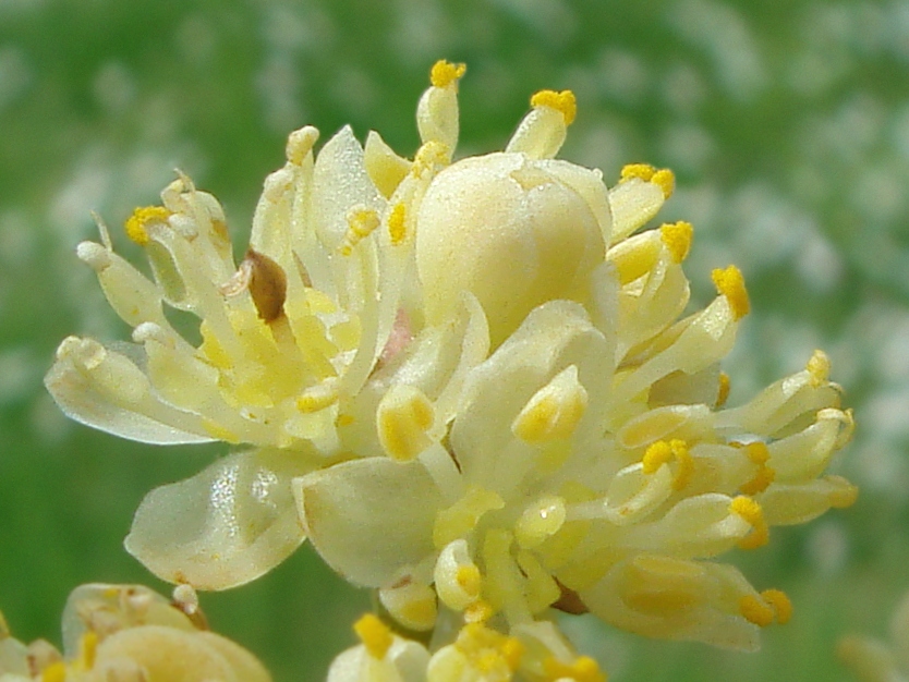 Цветение лавра