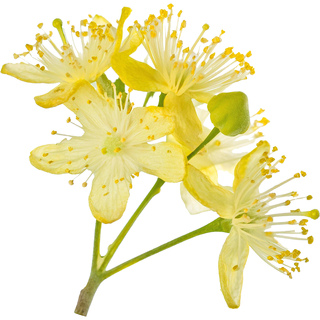 Цветение липы