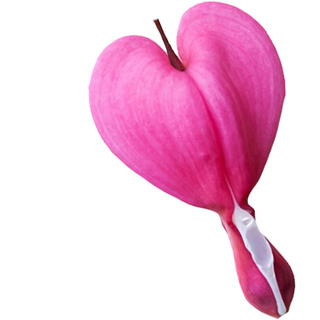 Цветок кровоточащего сердца