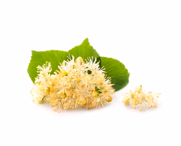 Цветок липы