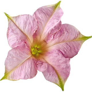 Цветок табака